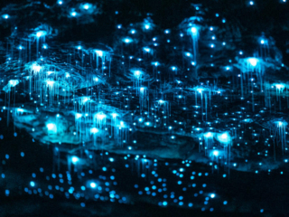 The Village Inn - Glow Caves